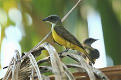 Sulphury Flycatcher